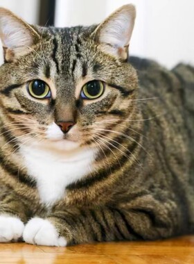 中华田园猫农村捕鼠猫家养土猫活体网红橘猫狸猫成年猫抓鼠猫黑猫