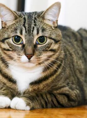 中华田园猫农村捕鼠猫家养土猫活体网红橘猫狸猫成年猫抓鼠猫黑猫
