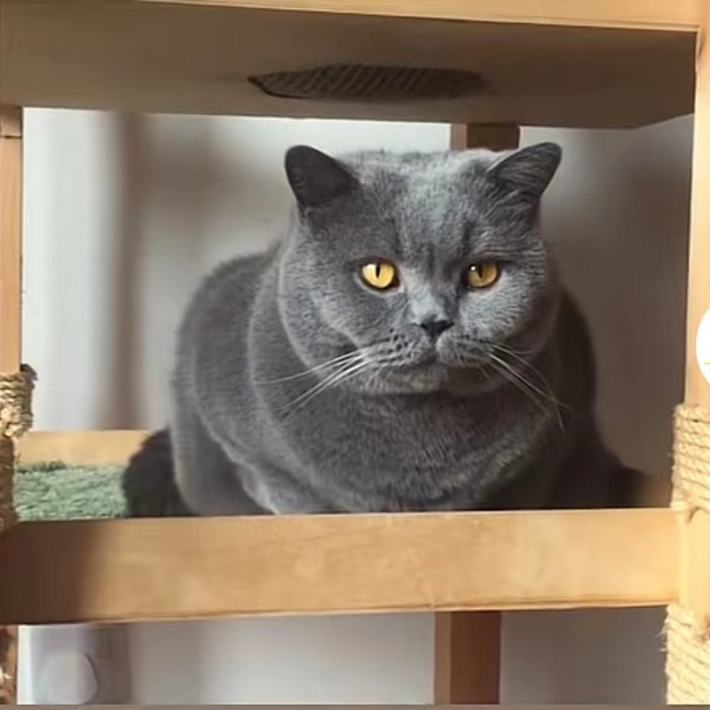 纯种英短蓝猫短毛猫包子脸蓝胖子