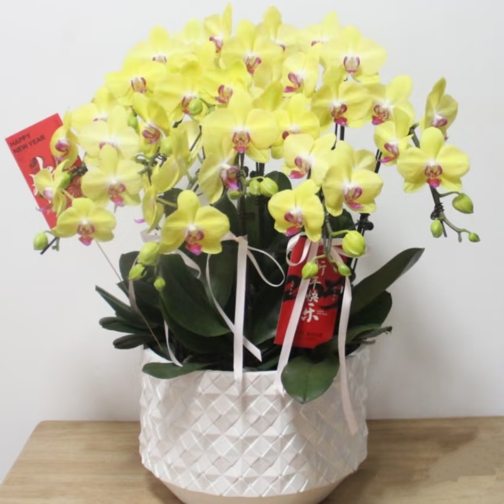 西安花店蝴蝶兰大花蕙兰年宵花生日乔迁开业送长辈绿植高档花卉