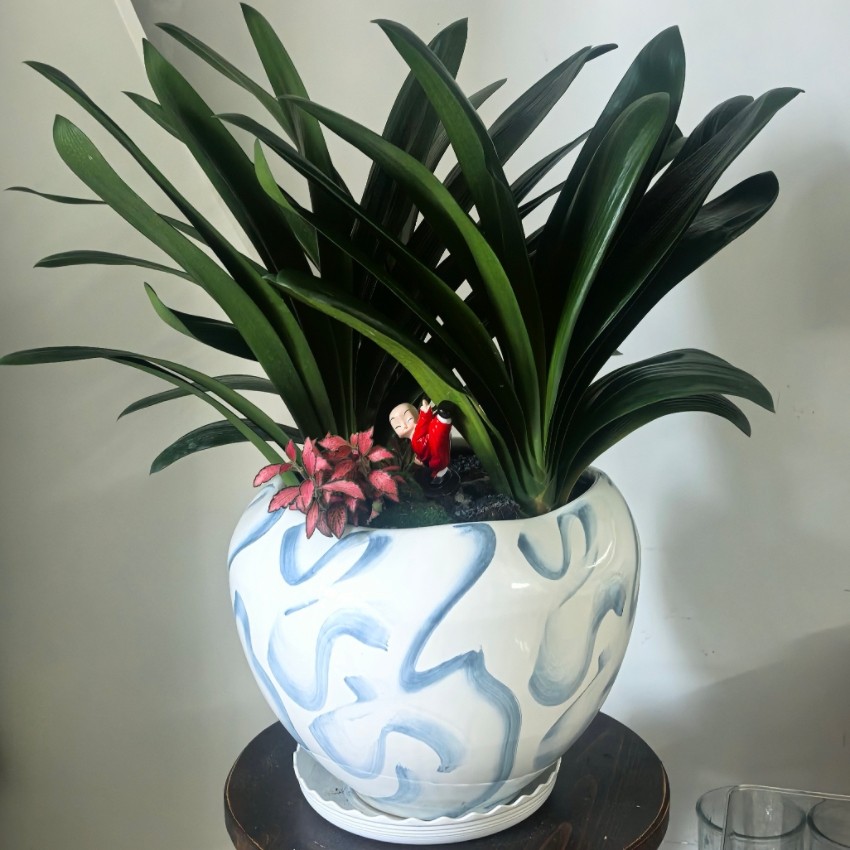 西安花店绿植配送君子兰客厅办公室送领导朋友花卉