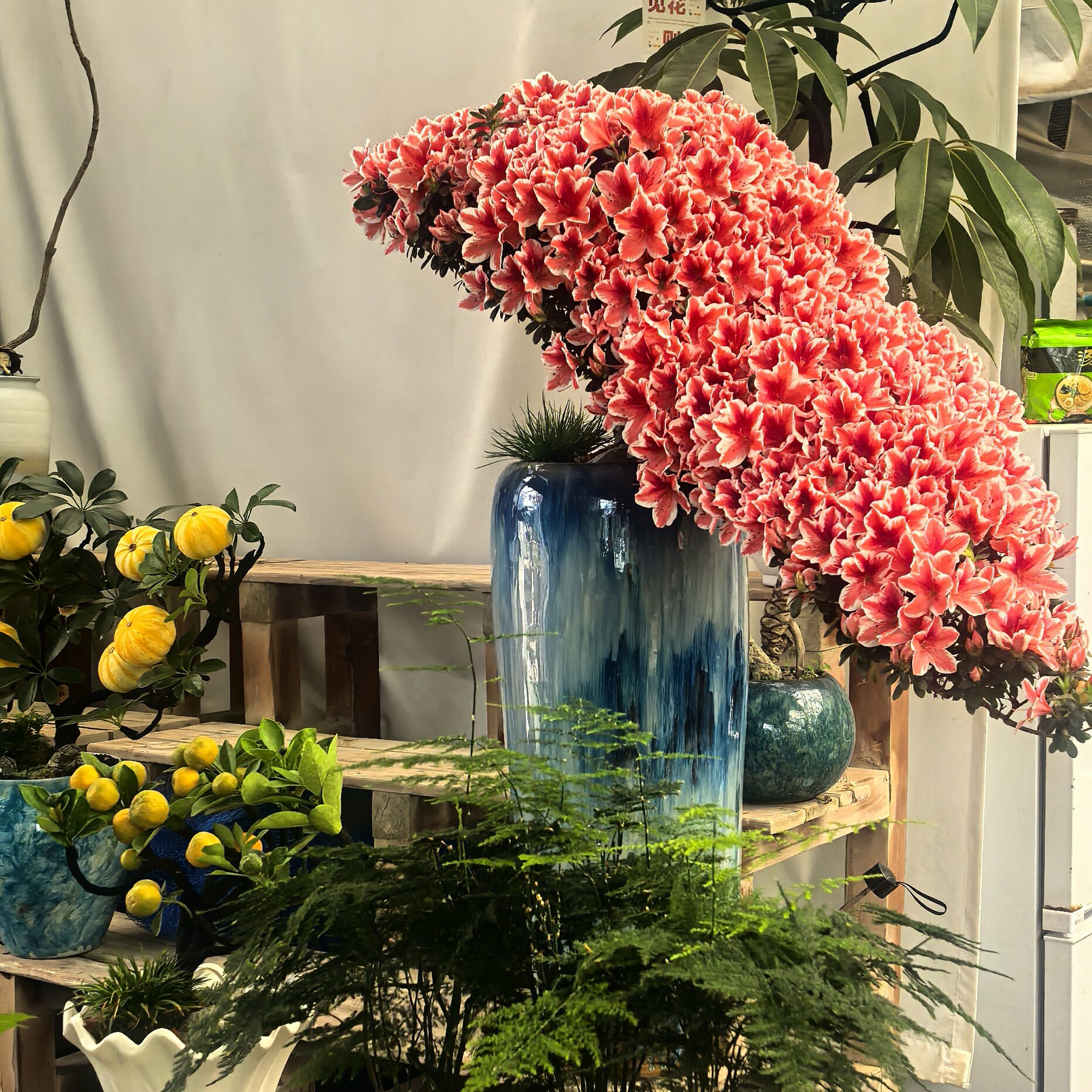 西安花店同城送花腊皮杜鹃年宵花好养活室内阳台绿植盆栽