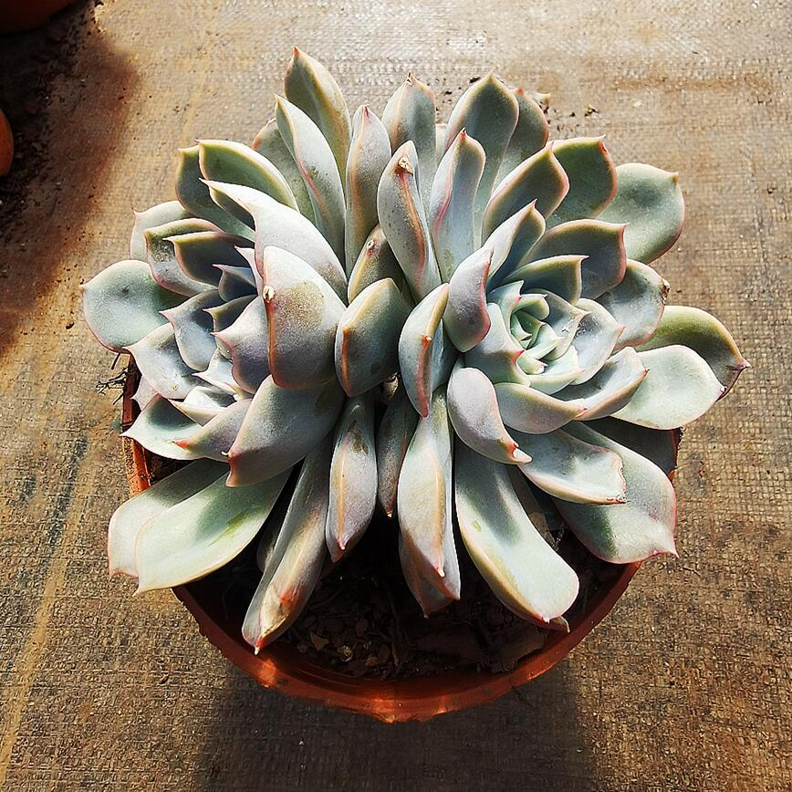 菲欧娜 老桩多肉昆明5年老店基地直发植物趣味盆栽防辐射净化空气