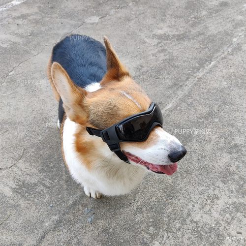 宠物防风太阳镜中型犬