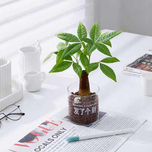 【新品】发财树水培懒人好养适合办公桌面客厅摆放水培植物