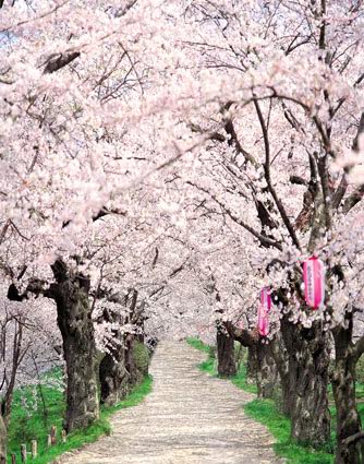 2023数码摄影背景布主题背景白画布喷绘数码PP纸背景樱花CM-1913