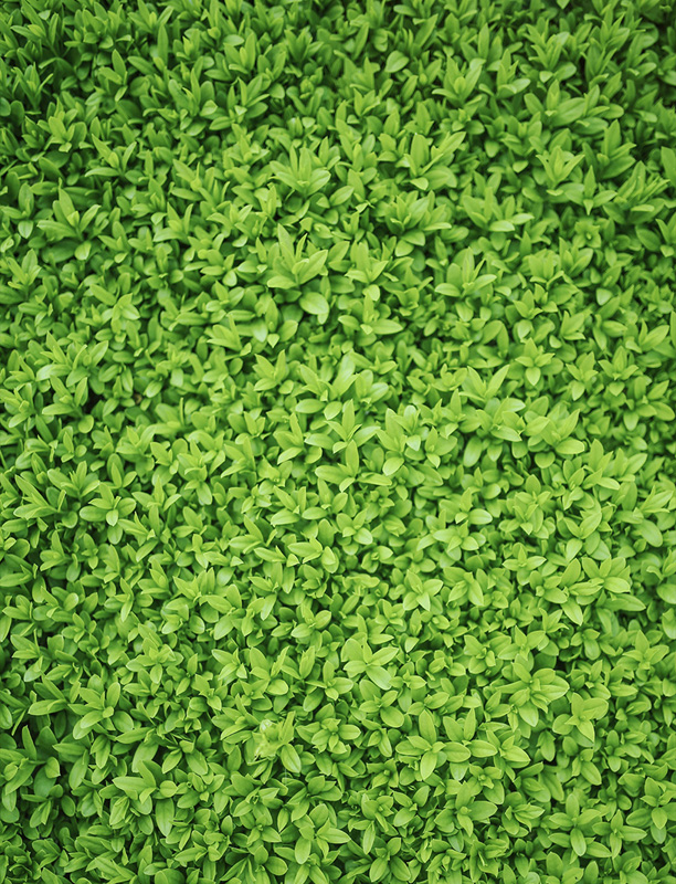 主题背景布摄影布绿草草地草坪无缝布S-2370 2400 2399 2565源