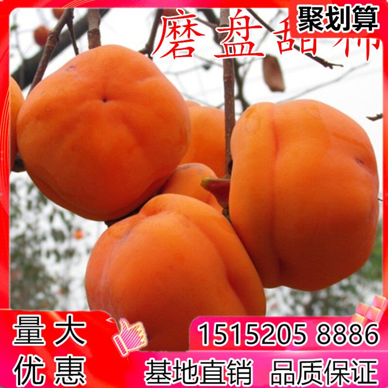 磨盘柿树苗 嫁接柿子苗 房山磨盘甜柿果树当年结果盆栽地栽树苗