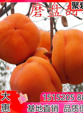磨盘柿树苗 嫁接柿子苗 房山磨盘甜柿果树当年结果盆栽地栽树苗