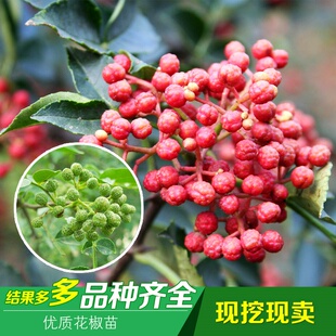 甘肃陇南少刺无刺花椒树苗大红袍花椒树正宗武都嫁接花椒苗狮子头