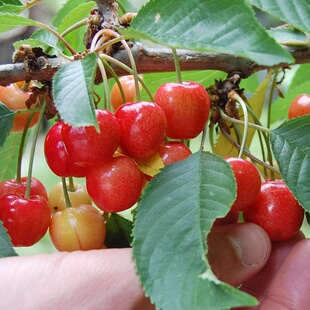 樱桃树苗 中国樱桃乌皮樱桃浆果先生 家庭果树果量多甜度高水果苗