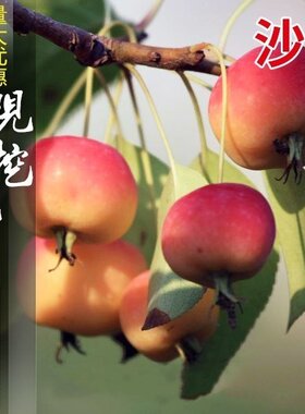 沙果树苗小苹果 花红果树苗 糖心沙果苗树苗盆栽地栽南方北方种植