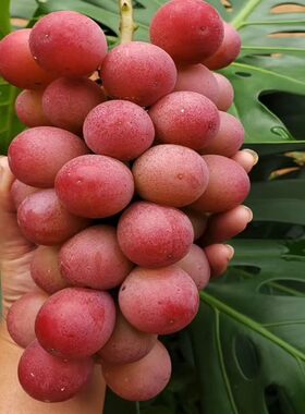 新品种特大葡萄树苗草莓味大果妮娜皇后葡萄苗南北方地栽盆栽种植