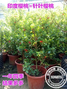 针叶樱桃四季樱桃西印度樱桃车厘子结果树苗一年四季开花结果