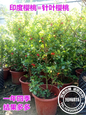 针叶樱桃四季樱桃西印度樱桃车厘子结果树苗一年四季开花结果