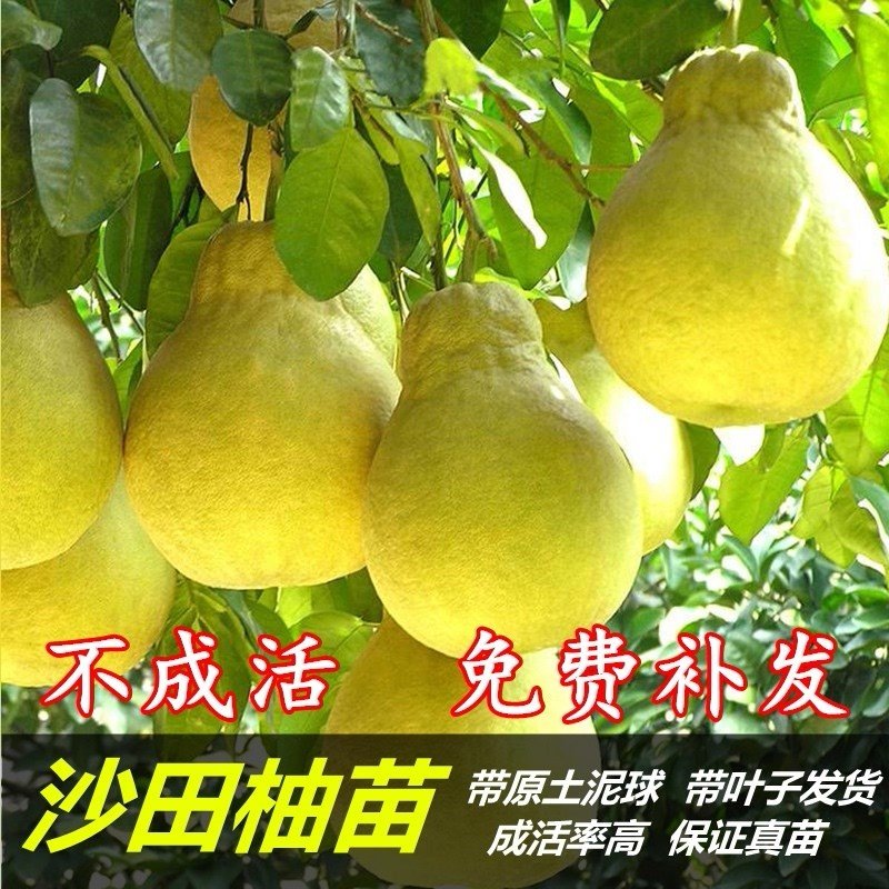 柚子树苗沙田柚青柚蜜柚苗红肉柚嫁接树苗绿植盆景植物广西果树苗,鲜花速递/花卉仿真/绿植园艺,果树,淘宝优惠券,粉丝福利购,淘宝优惠卷