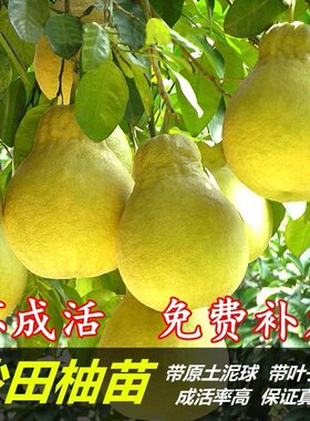 柚子树苗沙田柚青柚蜜柚苗红肉柚嫁接树苗绿植盆景植物广西果树苗