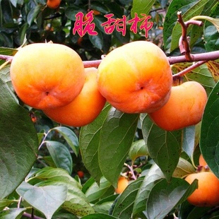 盆栽地栽柿子苗 火晶柿子树苗 恭城月柿嫁接果树苗南方北方果树苗