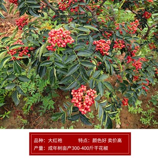 陕西韩城花椒树苗大红袍花椒苗非四川高产无刺少刺盆栽地栽食用