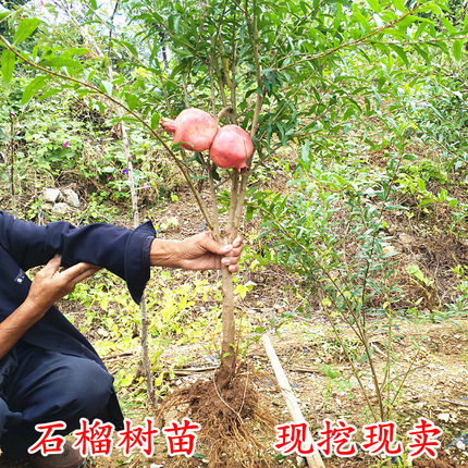 石榴树苗突尼斯盆栽嫁接特大地栽庭院带土盆栽南北方种植当年结果