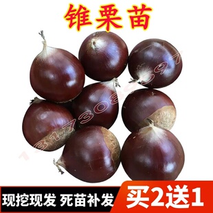 建瓯锥栗苗板栗树苗圆尖栗子苗油锥栗子苗树盆栽地栽当年结果树苗