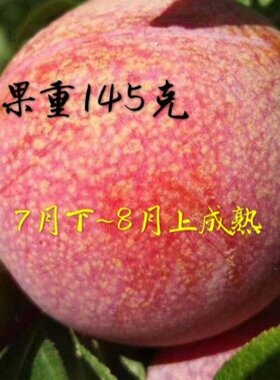当年结果美国杏李恐龙蛋李子树苗 8月成熟味王味帝味厚 爽口质脆
