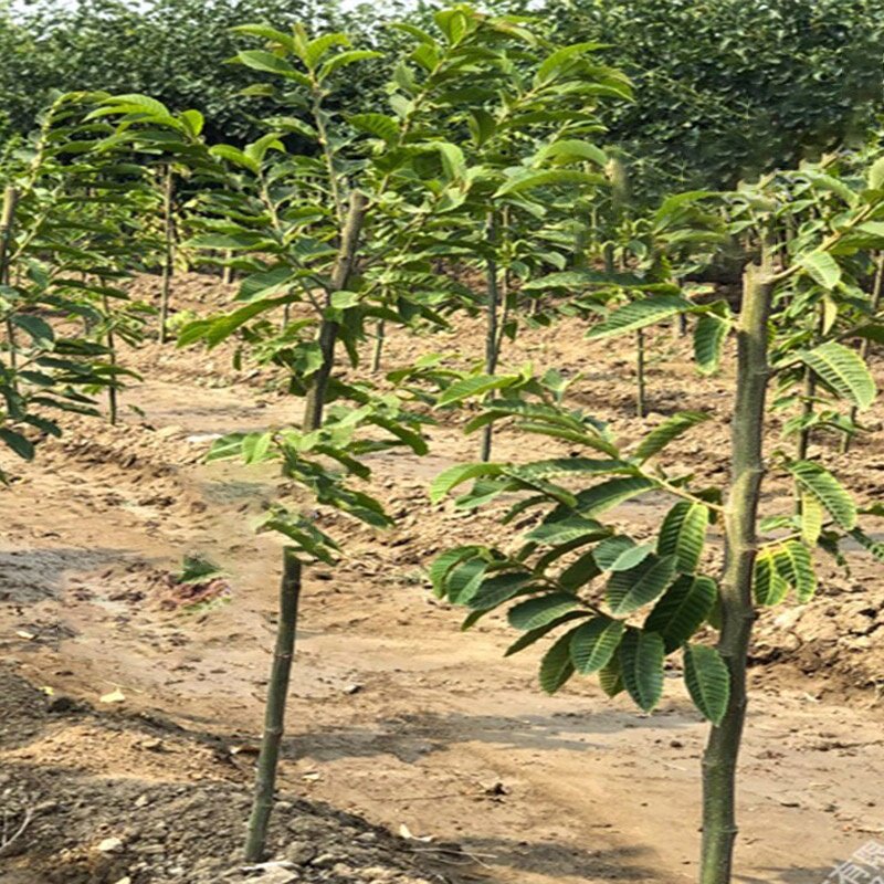 大果板栗树苗 油栗苗 封开油栗苗 嫁接栗子树苗南方北方种植果树