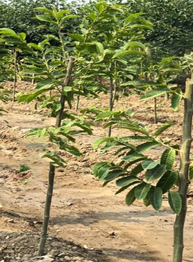 大果板栗树苗 油栗苗 封开油栗苗 嫁接栗子树苗南方北方种植果树
