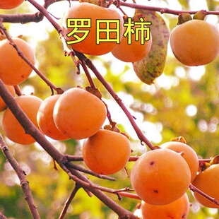 果树苗罗田柿树苗 南方罗田柿子苗 罗田甜柿苗 甜柿子结果苗
