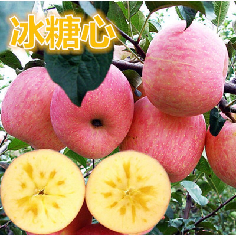 苹果苗嫁接南方种植盆栽冰糖心红富士苹果树果苗地栽北方矮化果树