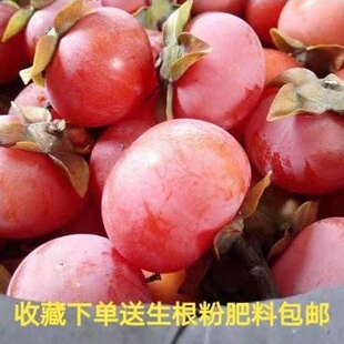 火罐柿子树苗日本甜柿子苗黑柿子盆栽富平柿饼柿子南北方果树果苗
