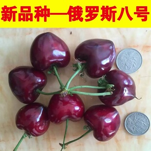 新品种大樱桃苗俄8福晨福星齐早鲁樱三号俄罗斯八号樱桃树苗