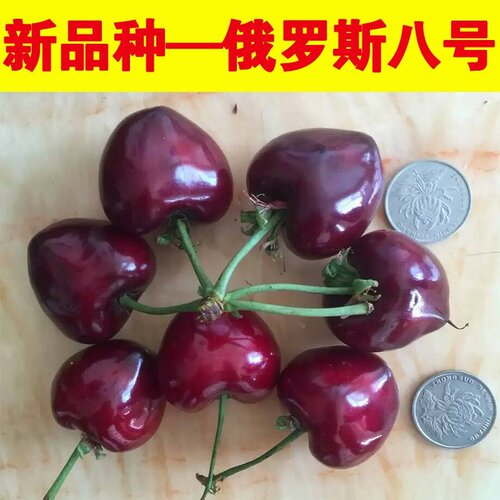 新品种大樱桃苗俄8福晨福星齐早鲁樱三号俄罗斯八号樱桃树苗