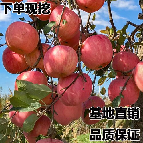 新品种奶油红富士苹果苗特大烟富苹果树苗嫁接南北方种植盆栽地栽