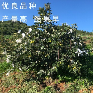 嫁接柿子树苗直接吃甜脆柿子苗鸡心日本太秋甜柿果树南方种植带土