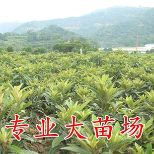 白玉白肉枇杷苗南北方种植四季盆栽地栽大五星嫁接果树苗当年结果