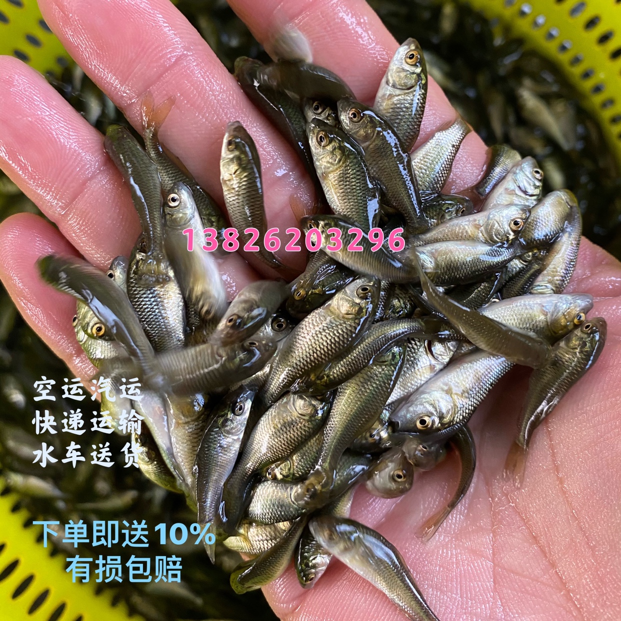 淡水建鲤杂交大小规格饲料鱼苗