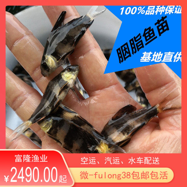 鱼苗活体观赏鱼胭脂鱼苗
