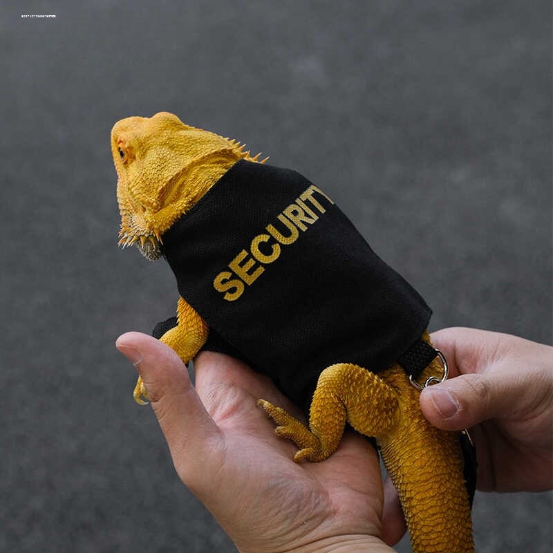 爬宠牵引绳鬃狮泰加蜥蜴牵引绳龙猫松鼠外出牵引绳荷兰猪胸背带 - 实物图