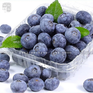 【花香蓝莓 妞妞小栈】新鲜蓝莓 个大饱满 香甜多汁 果园直发