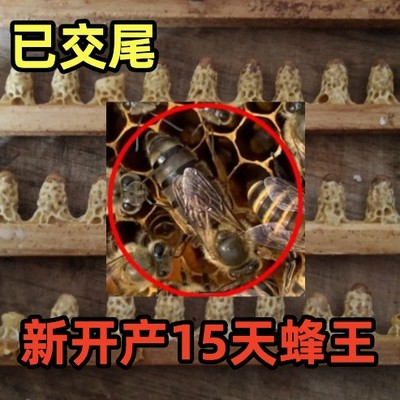 中蜂蜜蜂王种王纯种高产优质土蜂交尾新开产卵王阿坝广东处女王