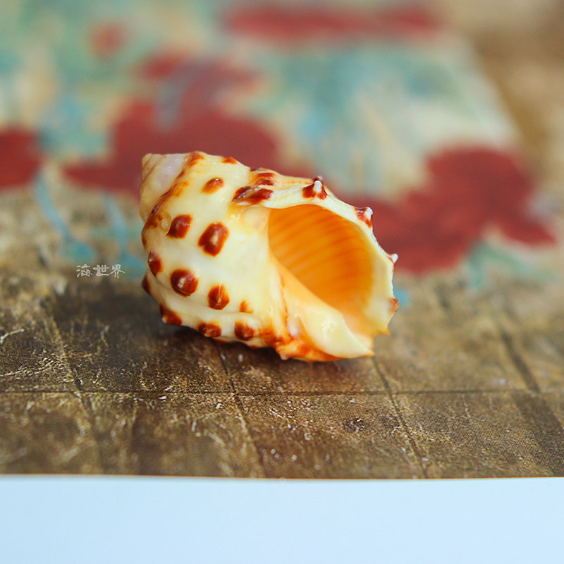 天然小海螺贝壳黄色荔枝螺鱼缸造景地台橱窗居家软装饰拍照道具