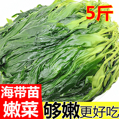 高品质特嫩海带苗新鲜火锅食材