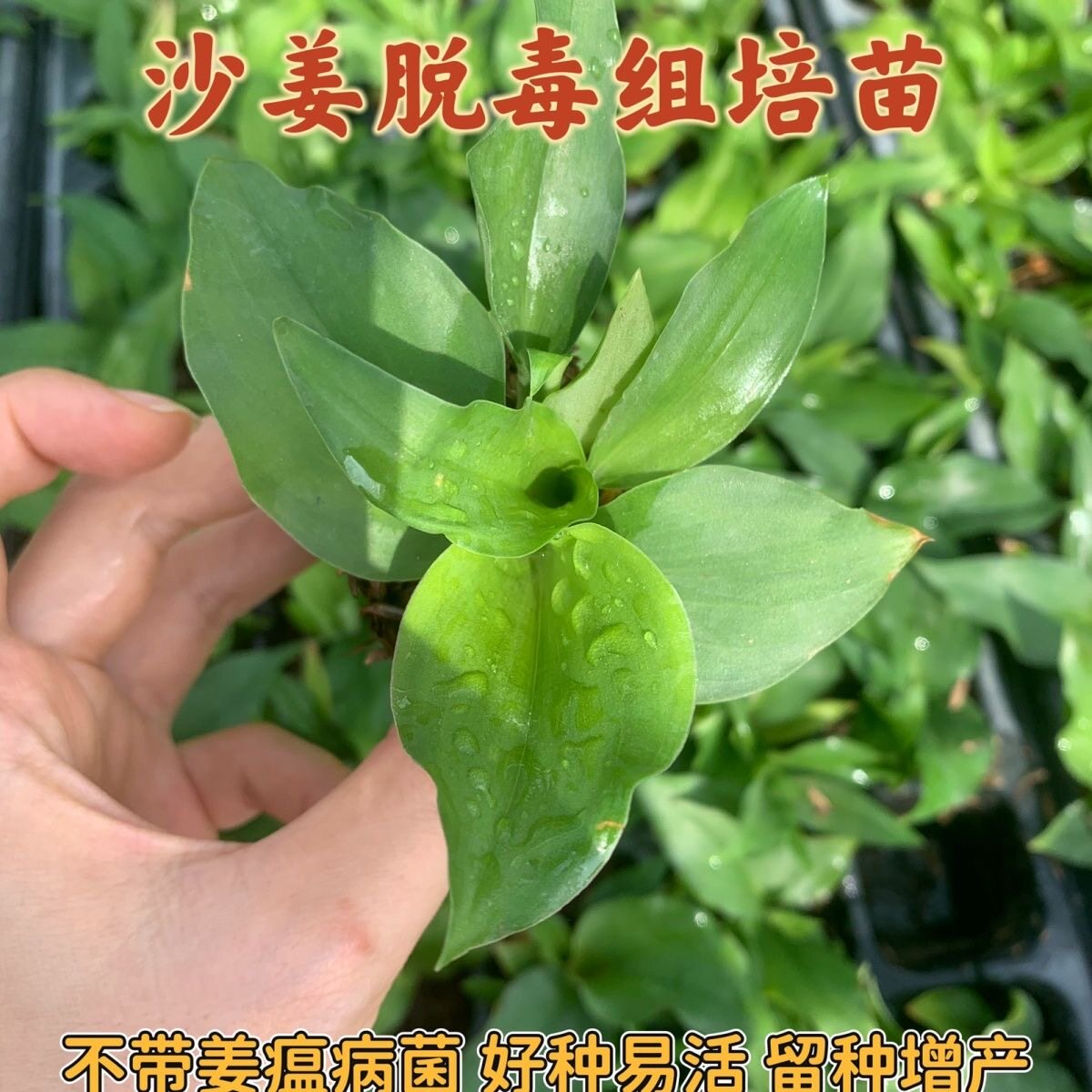 正宗沙姜组培苗山奈脱毒组培苗可种盆栽庭院新款造景非种球沙姜苗