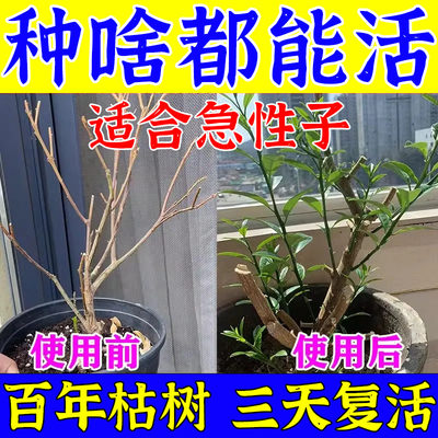 百年枯木三天复活植物急救棒