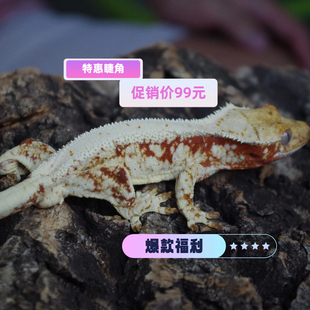 断尾专拍睫角守宫宠物活体莉莉白双红奶油果泥钙粉黑底奶油萌系