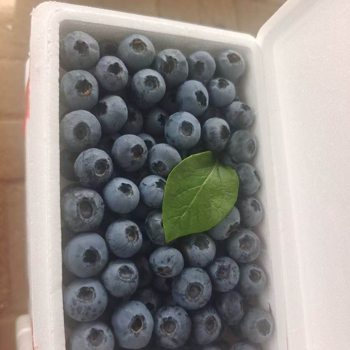 新鲜水果丹东L25蓝莓现摘大果0.8斤宝宝辅食泡沫箱多地顺丰包邮