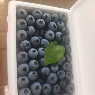 新鲜水果丹东L25蓝莓现摘大果0.8斤宝宝辅食泡沫箱多地顺丰包邮