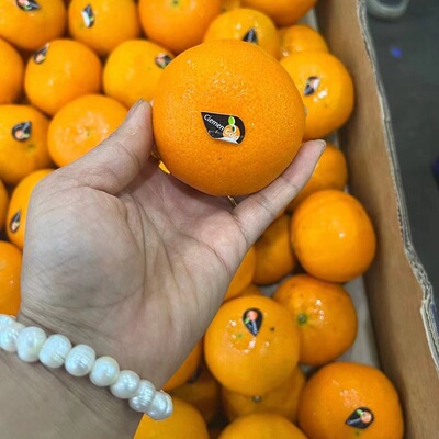 南非ClemenGold蜜橘软皮柑橘3斤