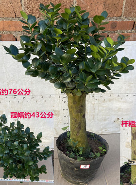 精品耐寒耐阴圆叶竹柏树桩盆景室内室外阳台庭院好养观叶驱蚊植物